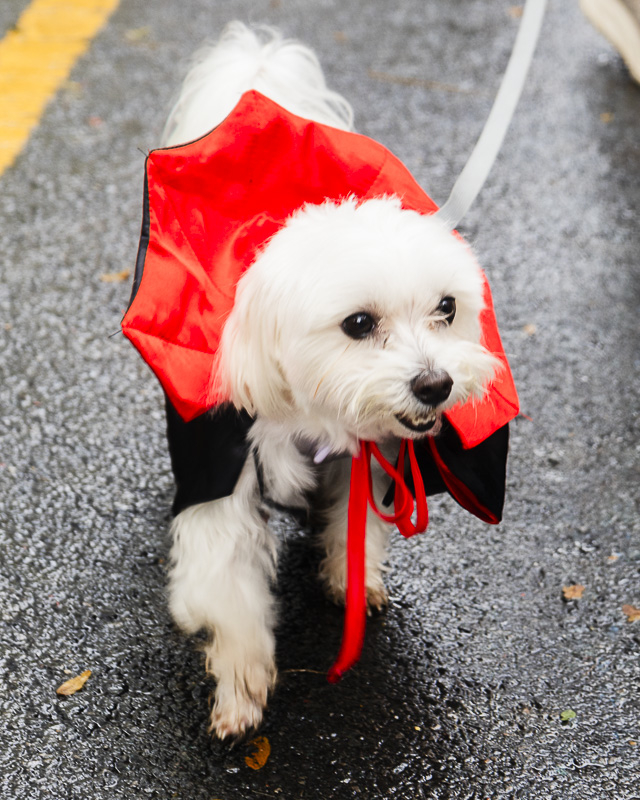 image of a dog dressed as a vampire