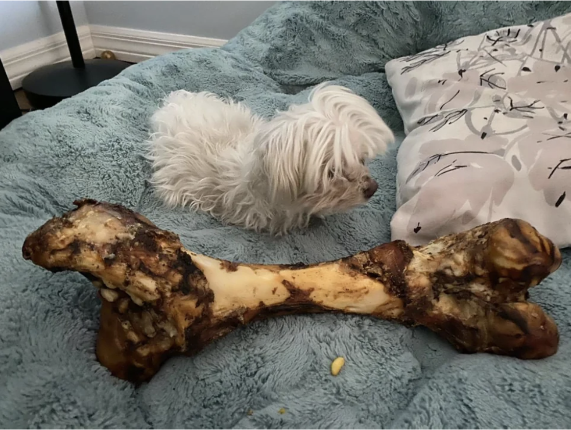 a small dog next to a giant bone