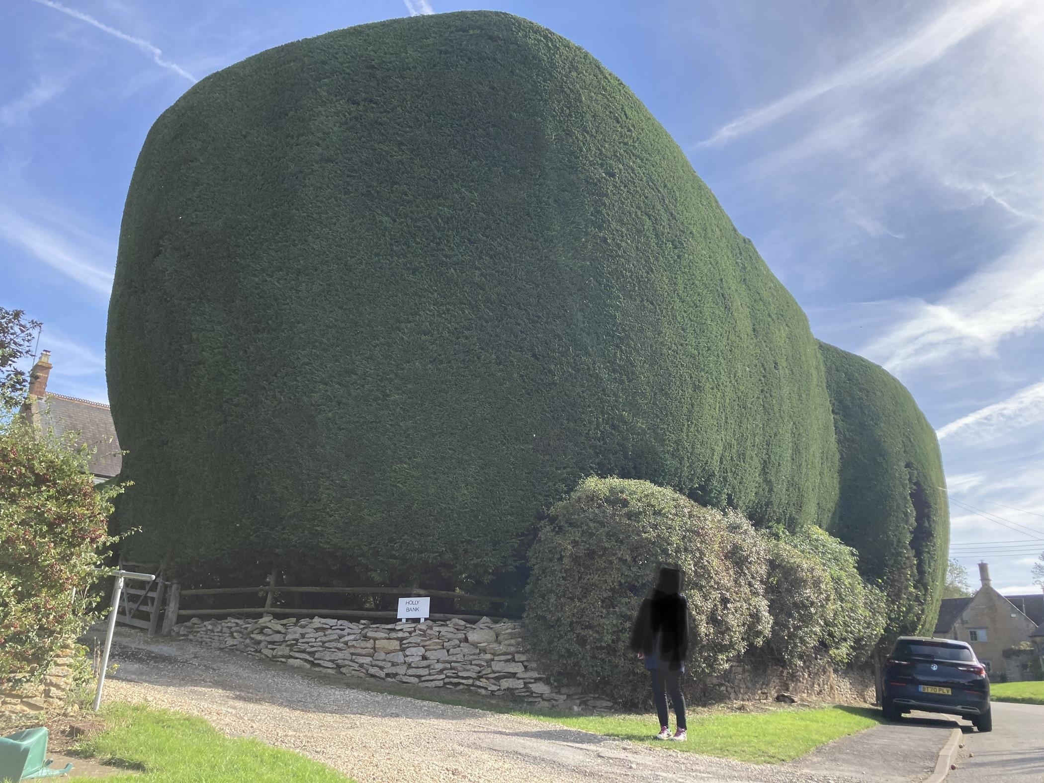 a giant hedge