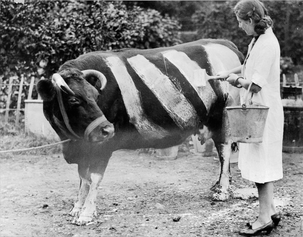 A woman painting a cow white