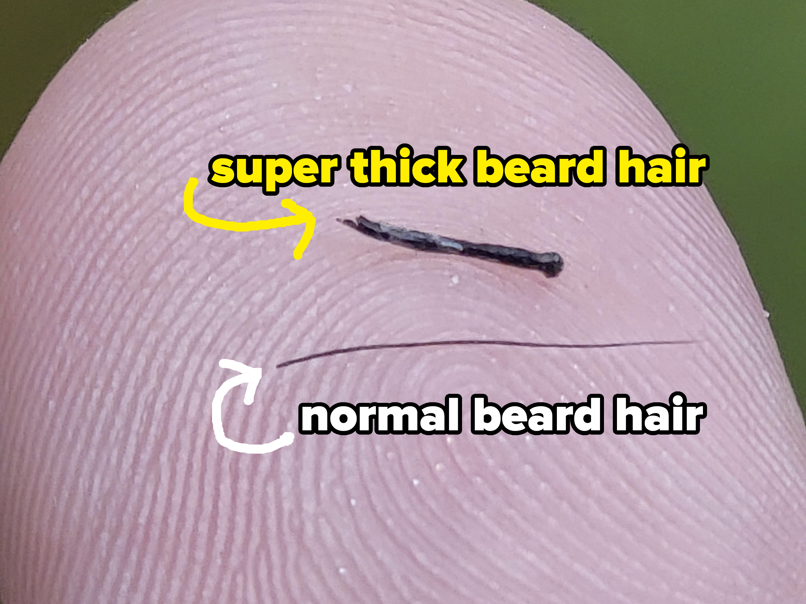 the thick beard hair put up against a regular beard hair and it&#x27;s so much thicker