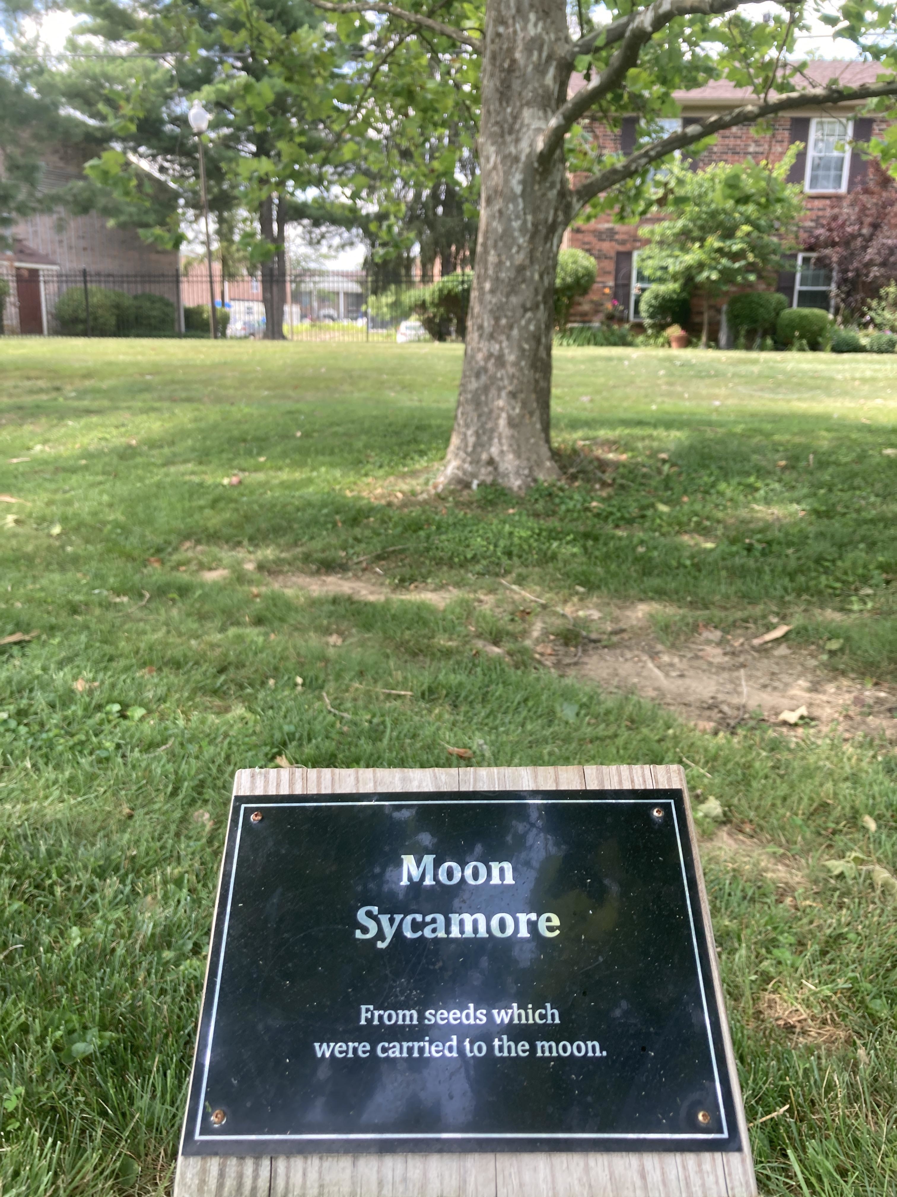 &quot;Moon Sycamore&quot;