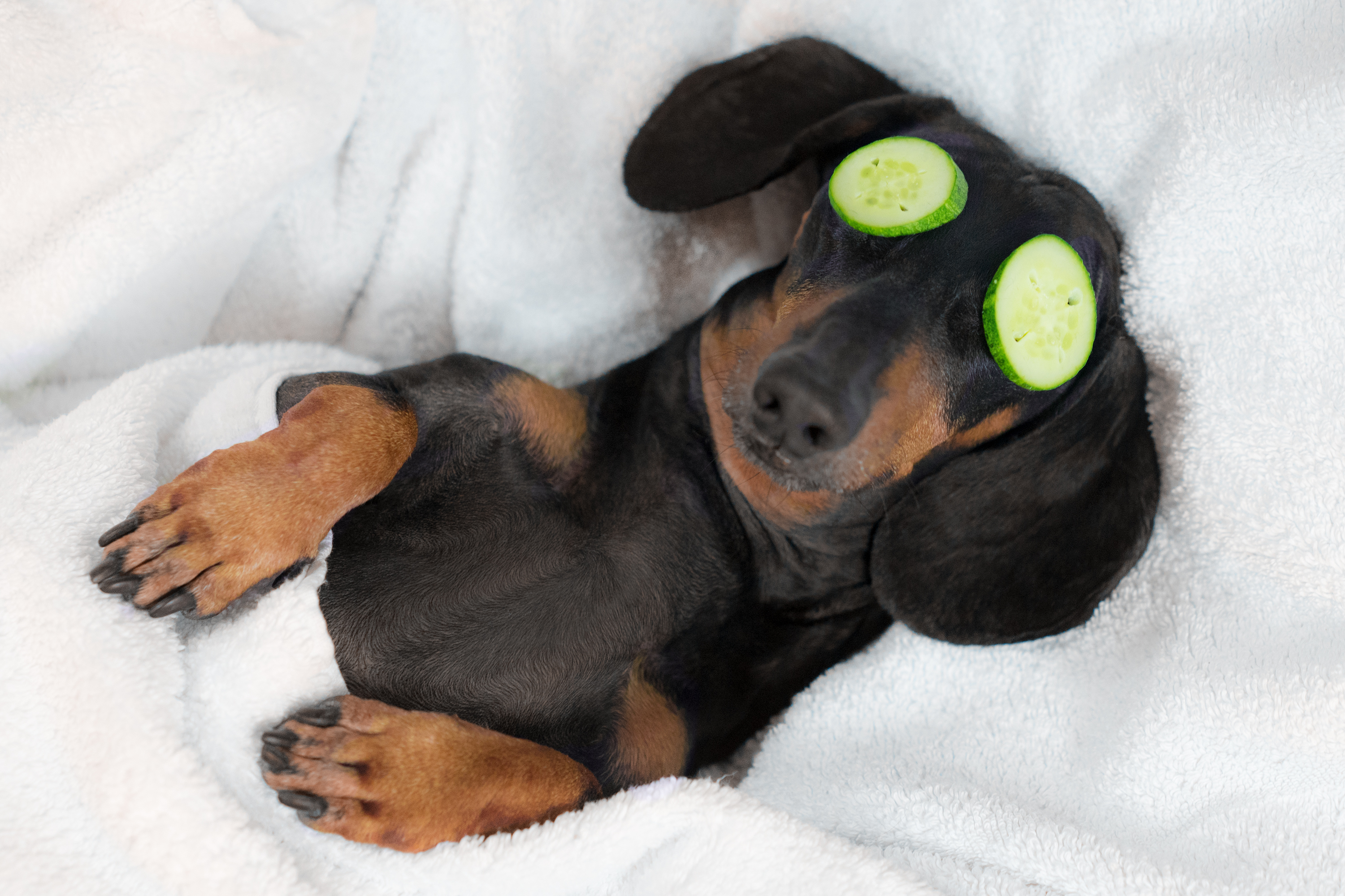 A dog is being pampered with cucumbers on its eyes