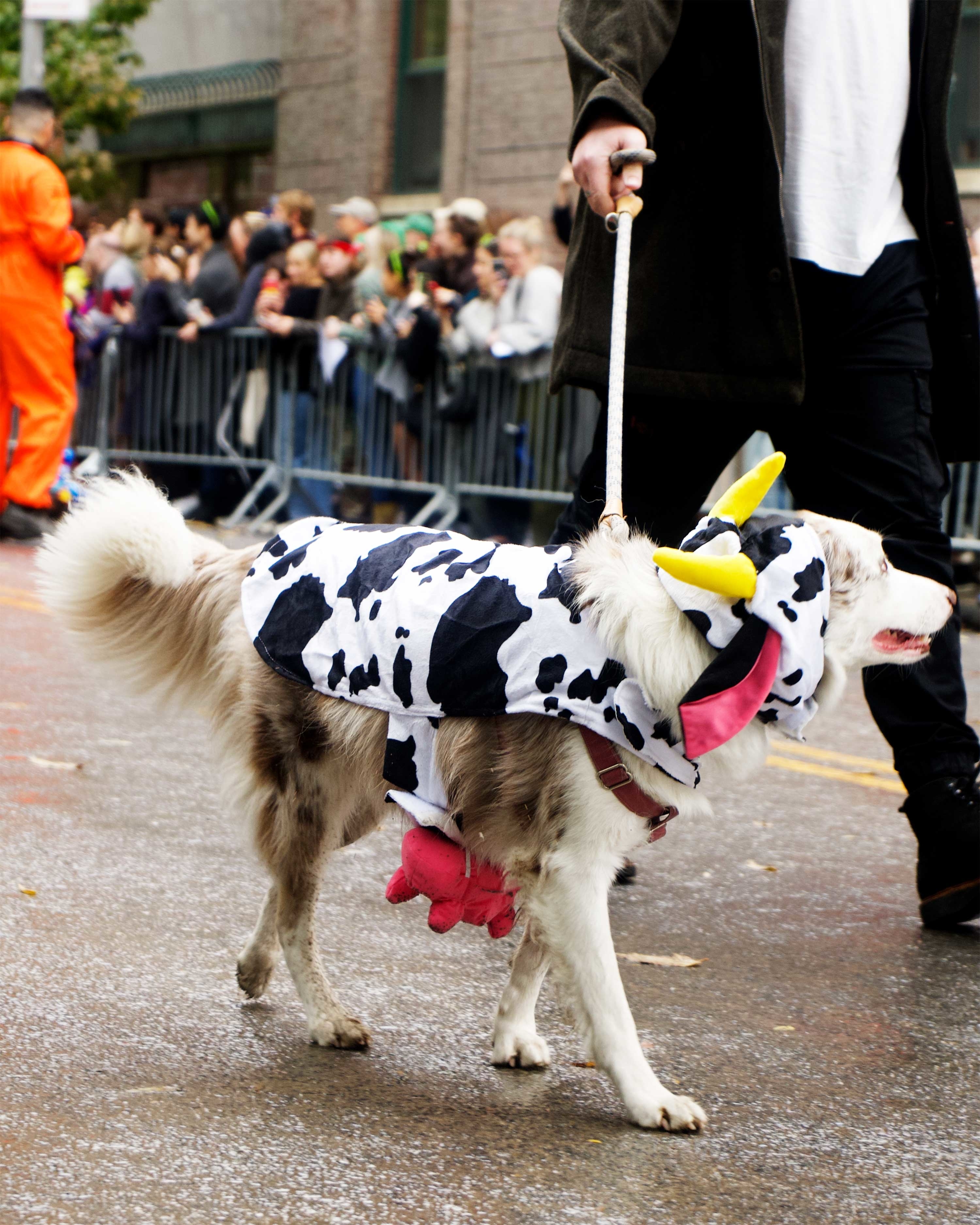 dog dressed as a cow