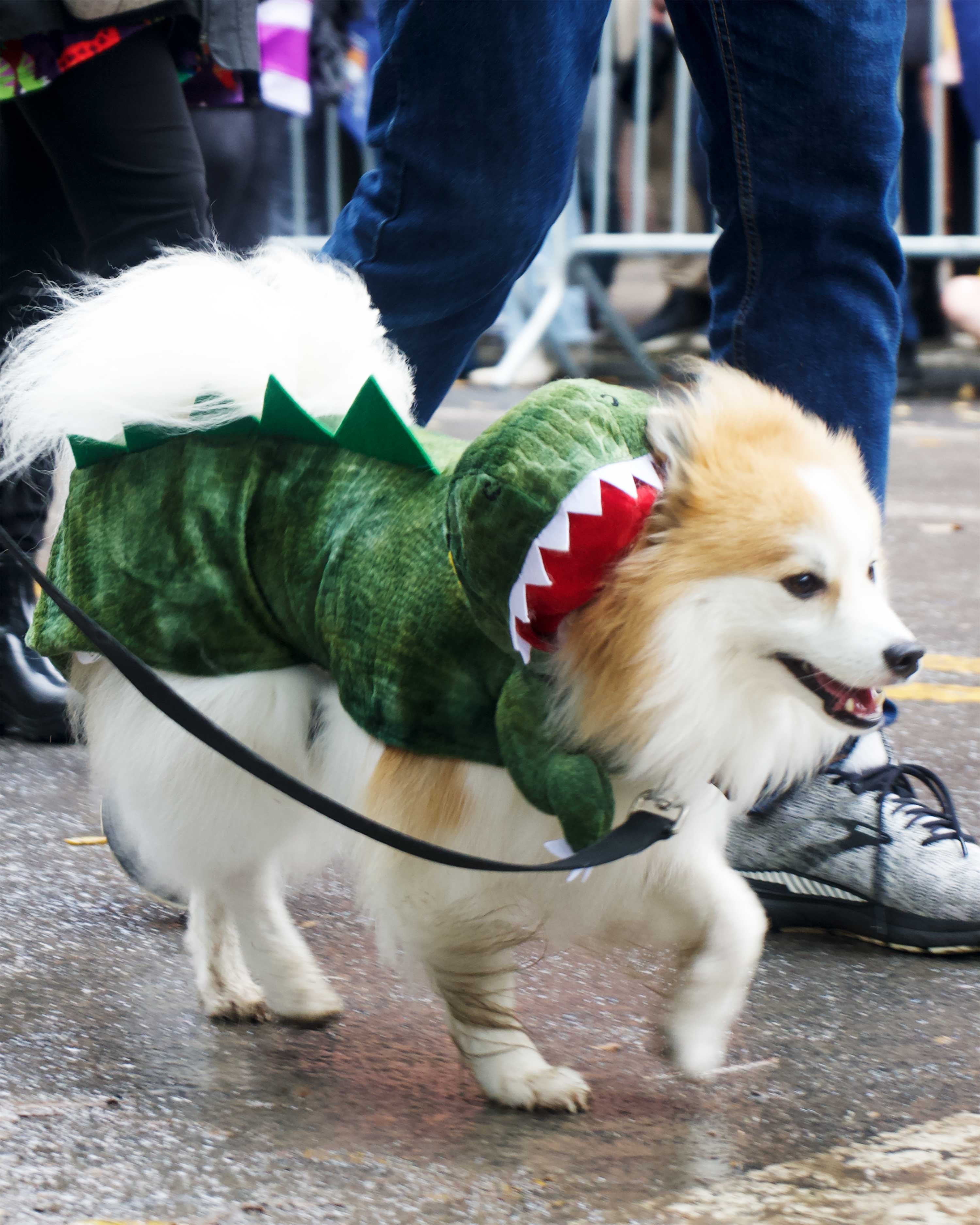 white fluffy dog dressed as a crocodile