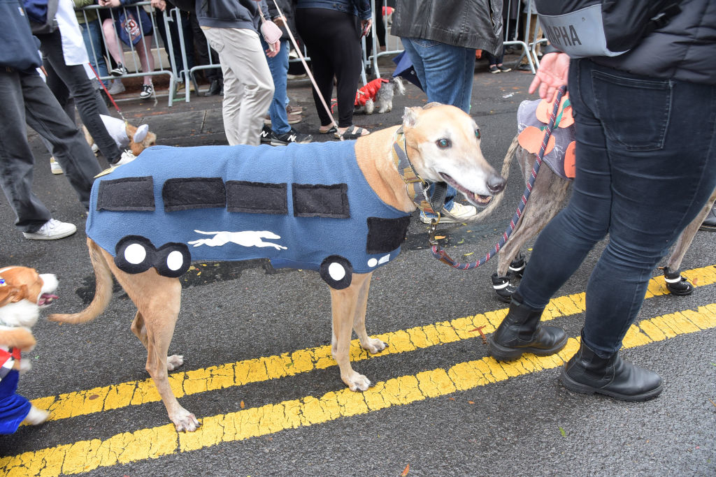 image of a greyhound dressed wearing a sweater of greyhound bus for halloween