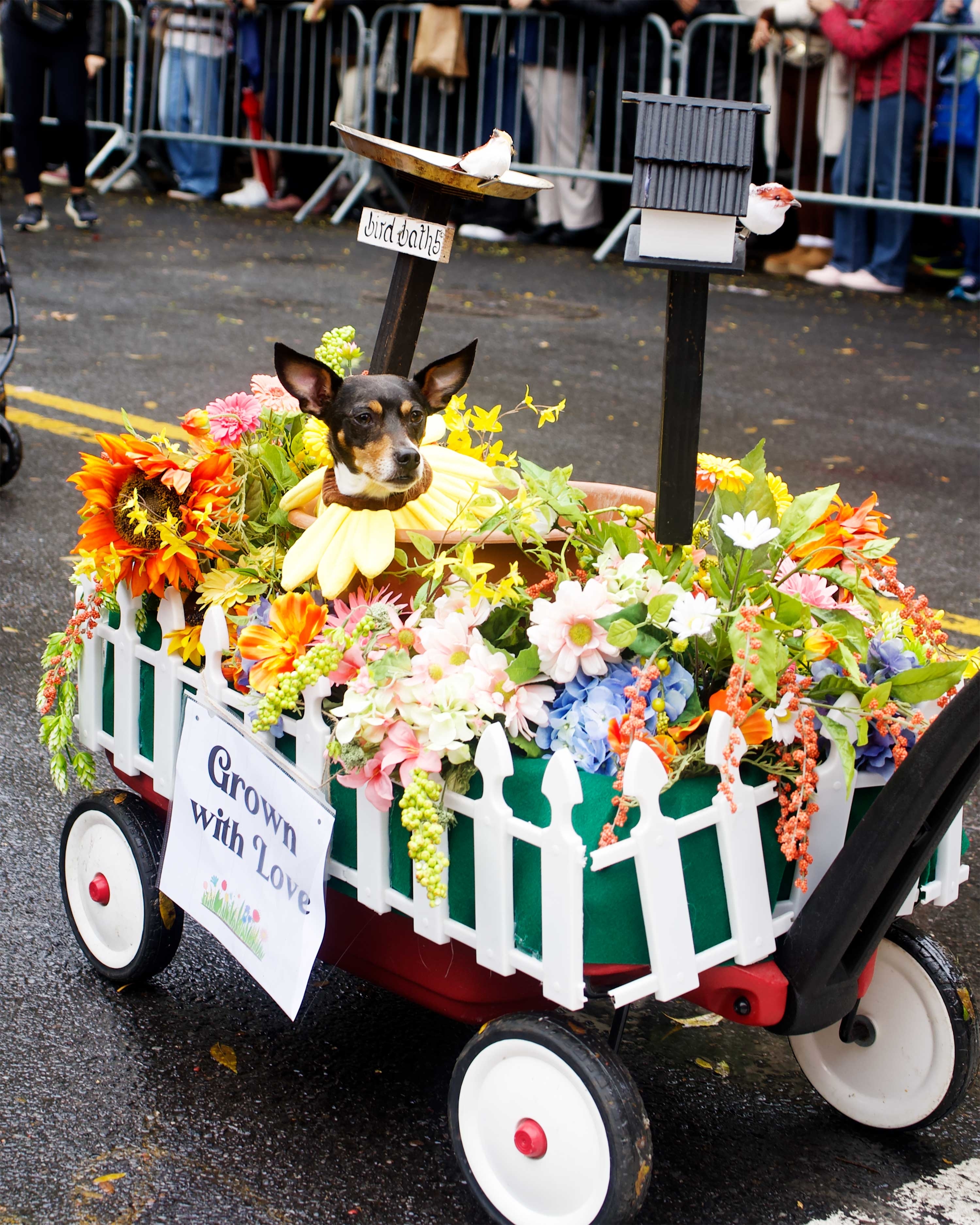 dog in a mobile cart filliwed with flowers with a sign that sats grown with love