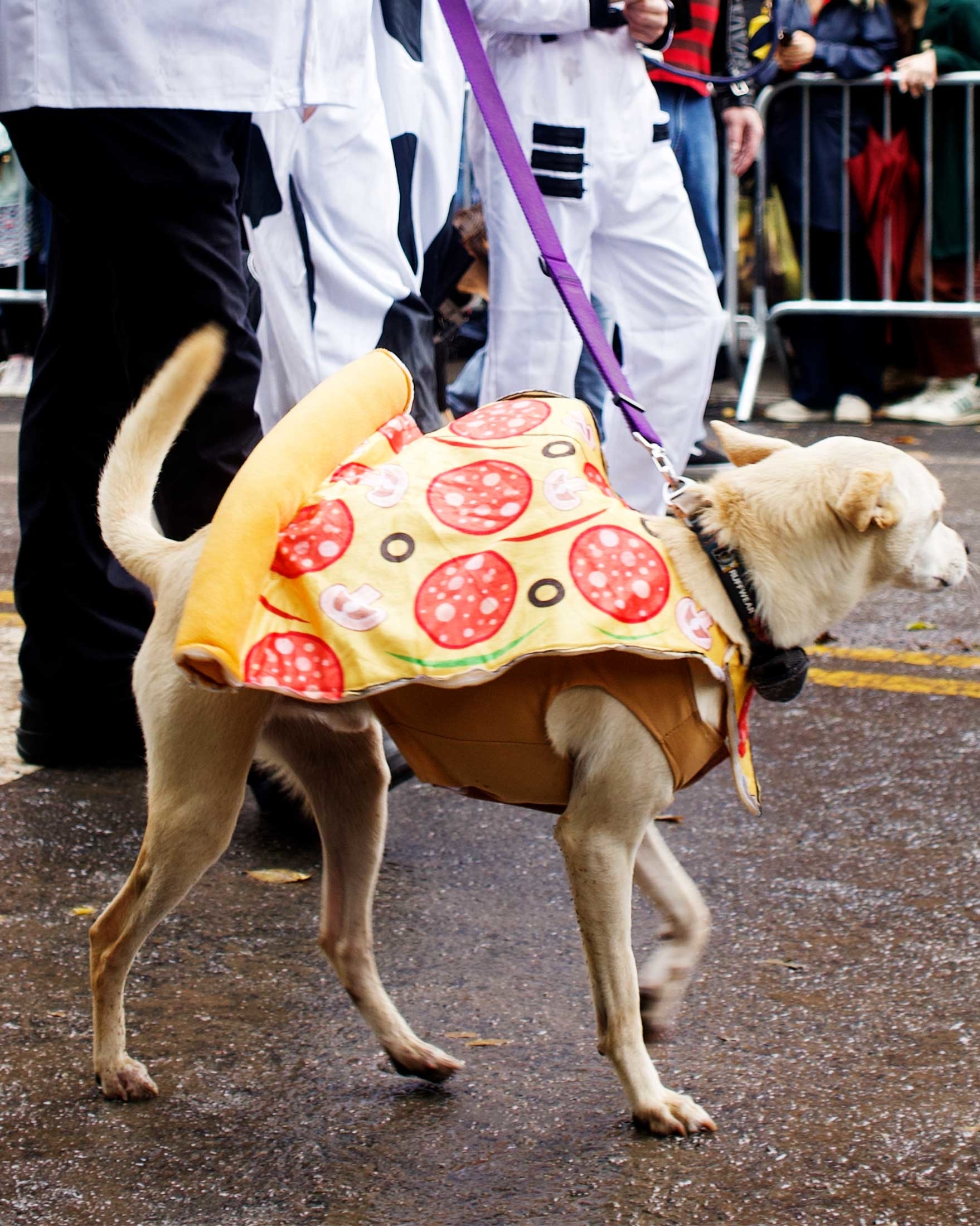 dog dressed as pizza