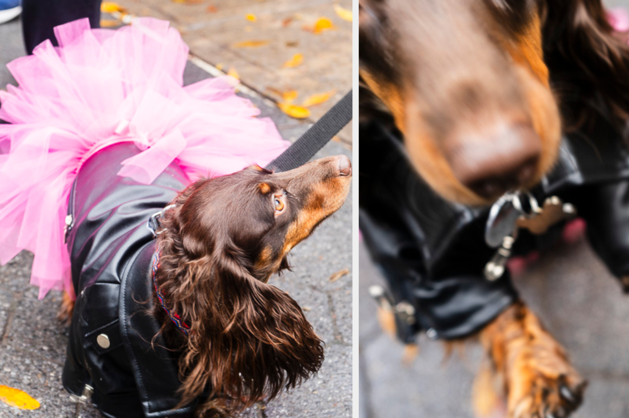 dachshund dressed with a faux leather jacket and pink skirt