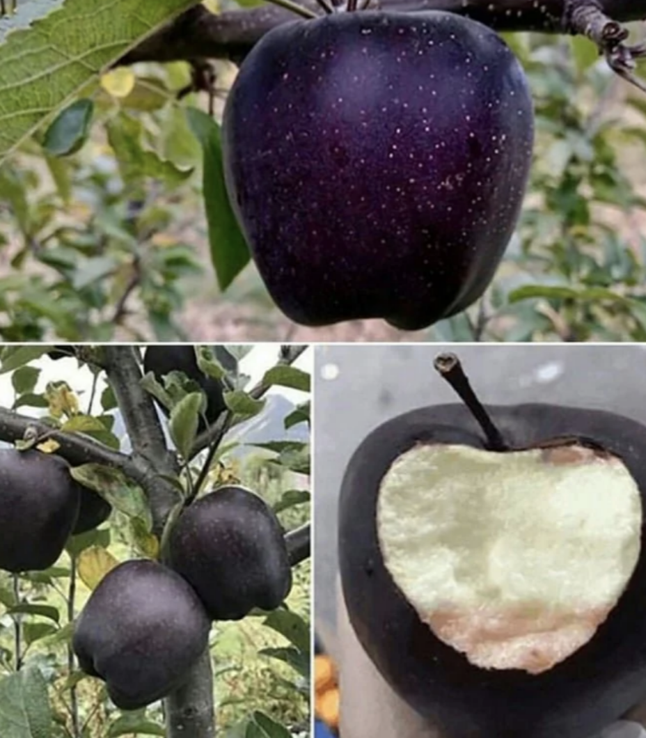 black apples on a tree