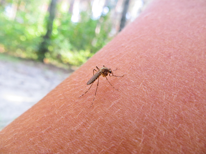 A mosquito on someone's skin