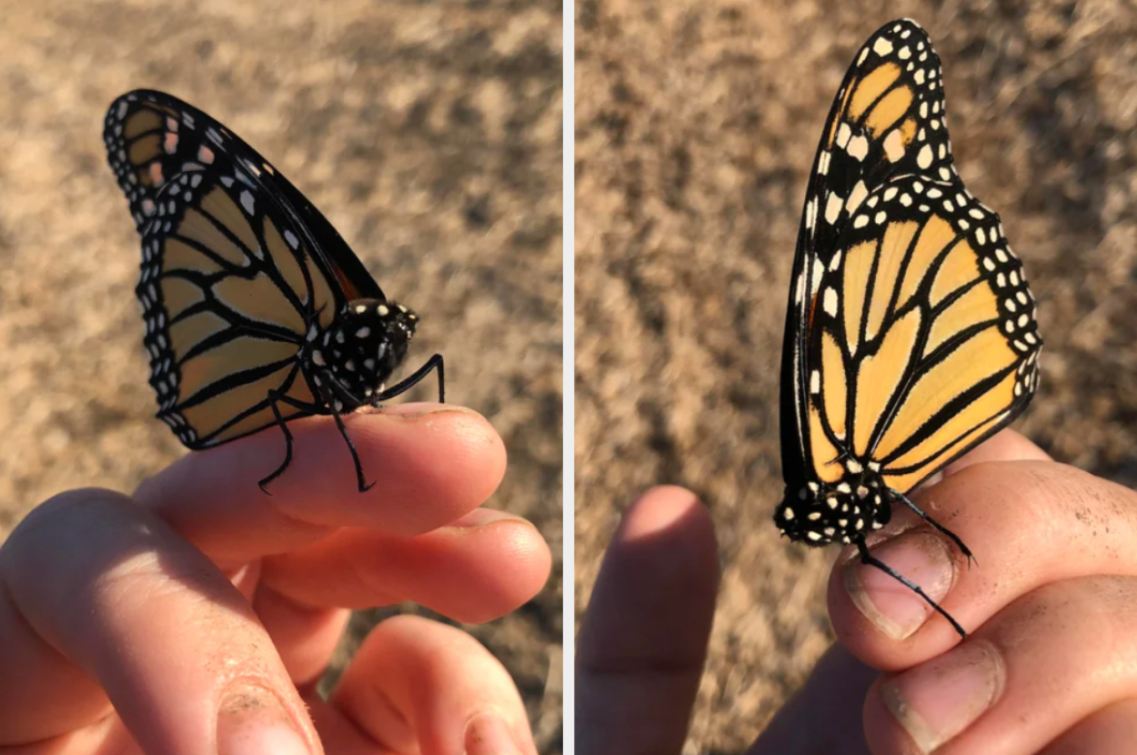 a headless butterfly