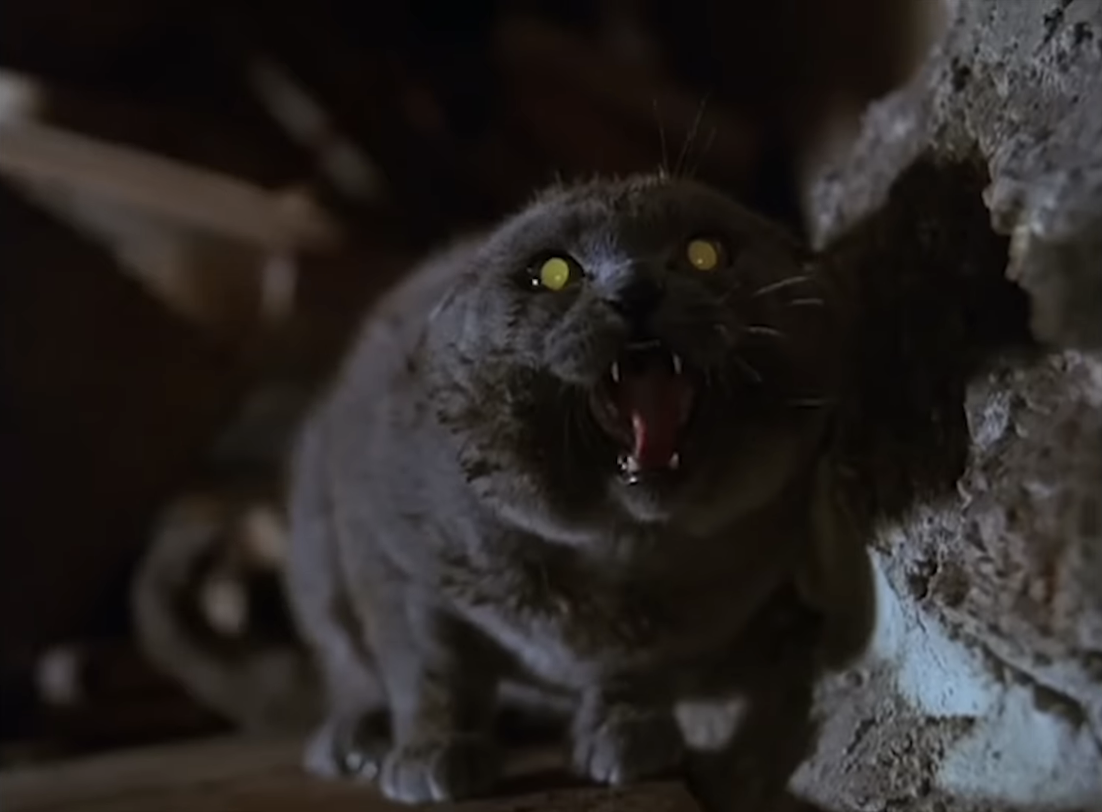 A cat with yellow eyes yowling at someone offscreen