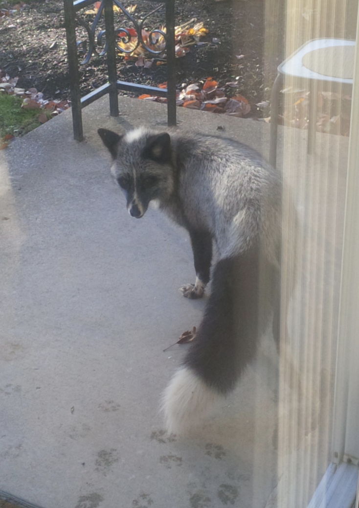silver fox on someone&#x27;s porch
