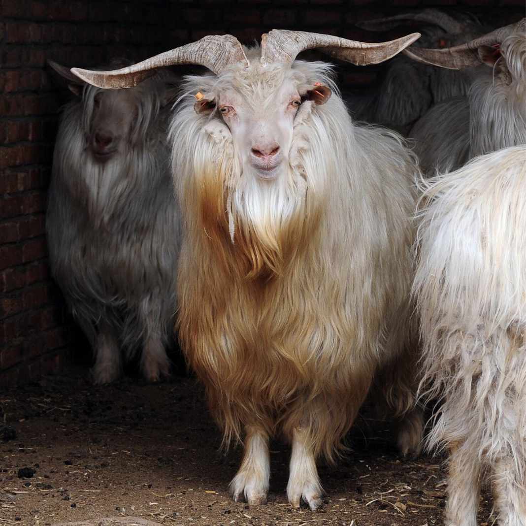 a luxurious looking goat with long hair