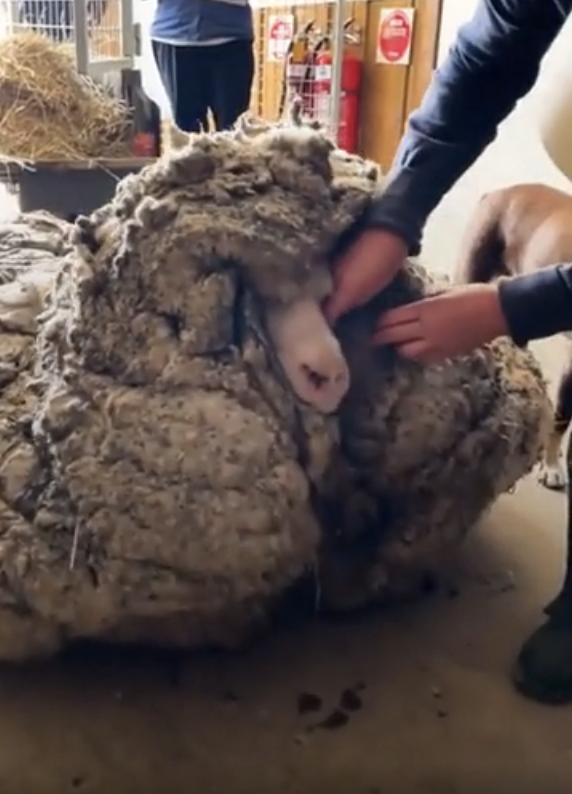 sheep overloaded with heavy knotted hair