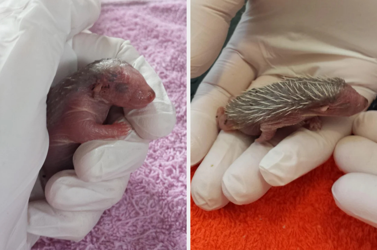 newborn, naked hedgehog