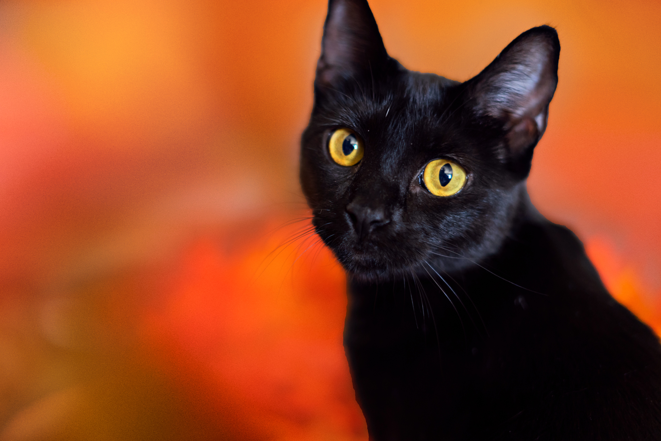 Close-up of a black cat