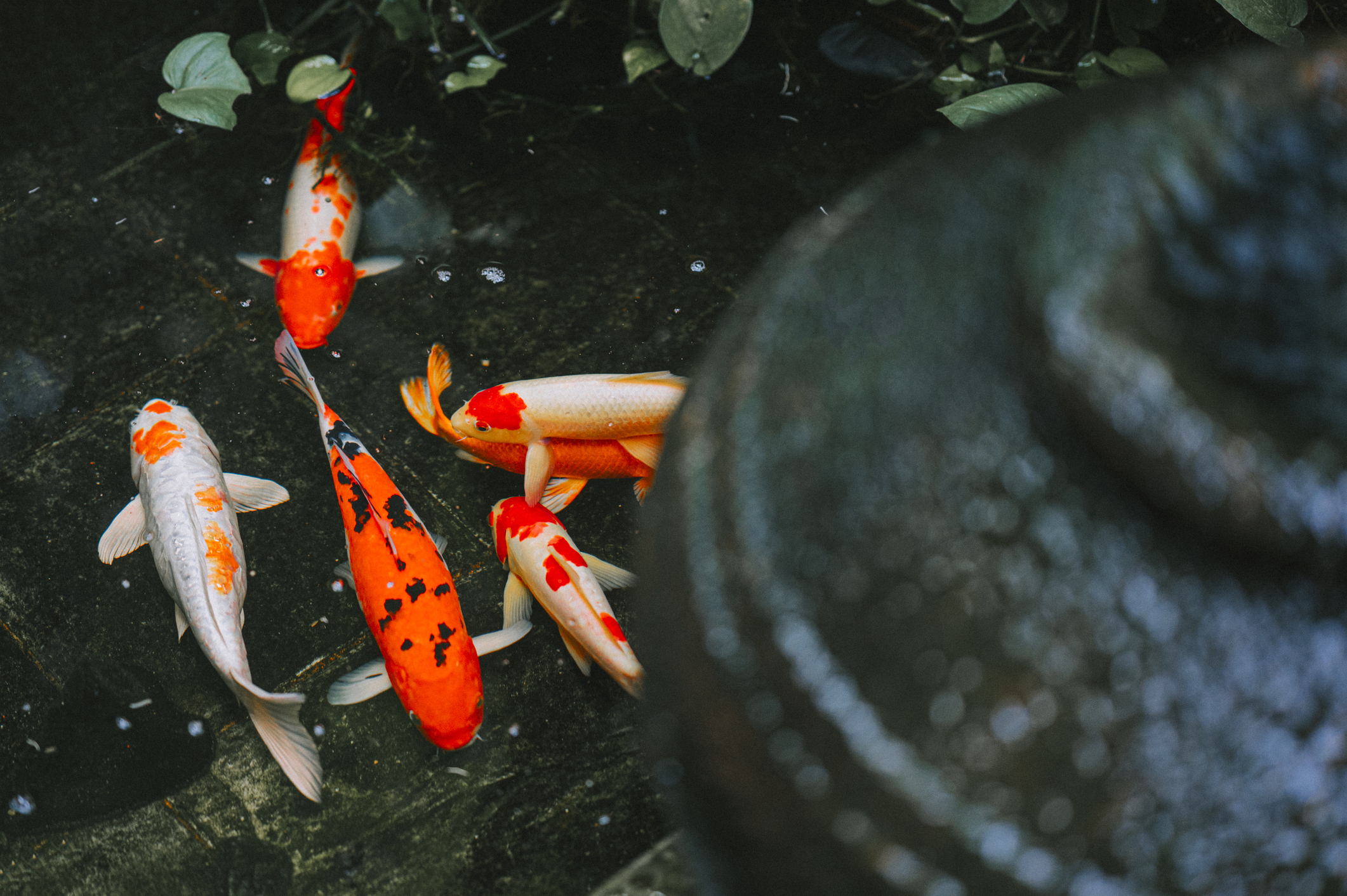 Koi are swimming in a pond