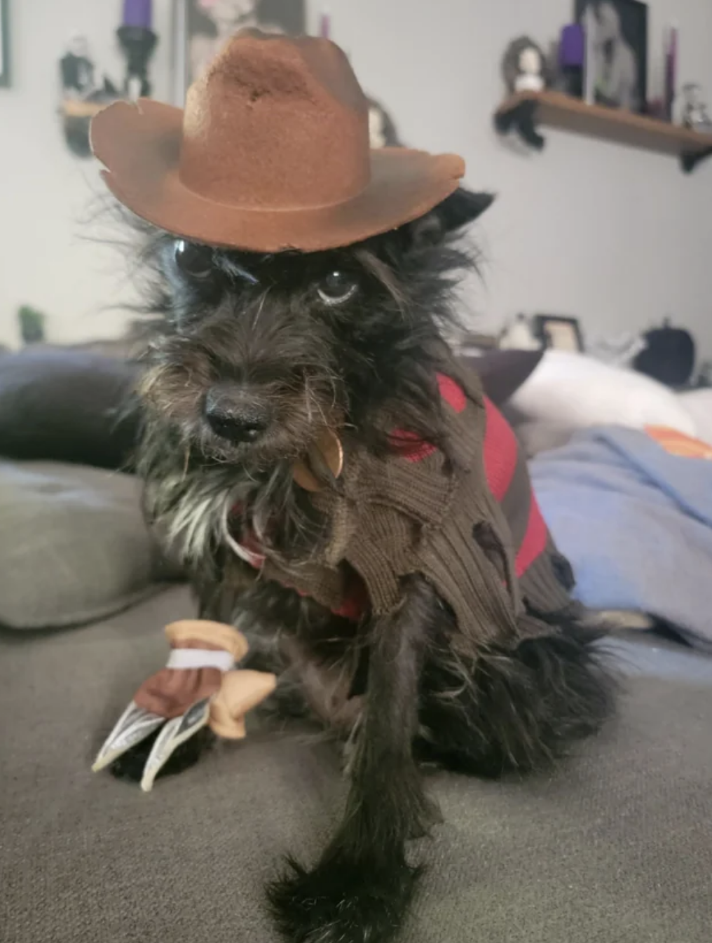 dog dressed as freddy from the halloween movie