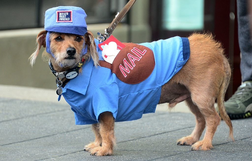 dog is a mailman