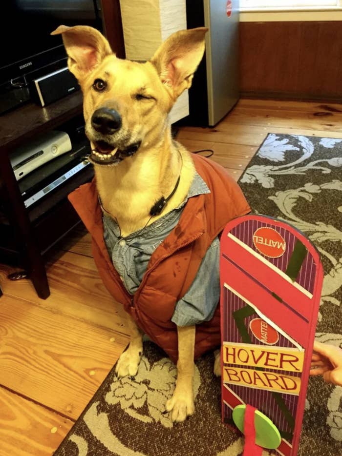 the dog wearing the same outfit and sitting next to a hover board