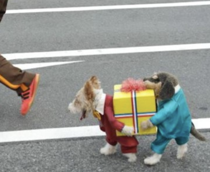 dog wearing a costume that looks like another dog is behind him to help carry a present
