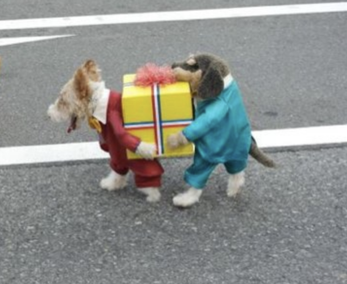 dog wearing a costume that looks like another dog is behind him to help carry a present