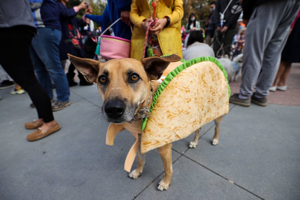 dog dressed as taco