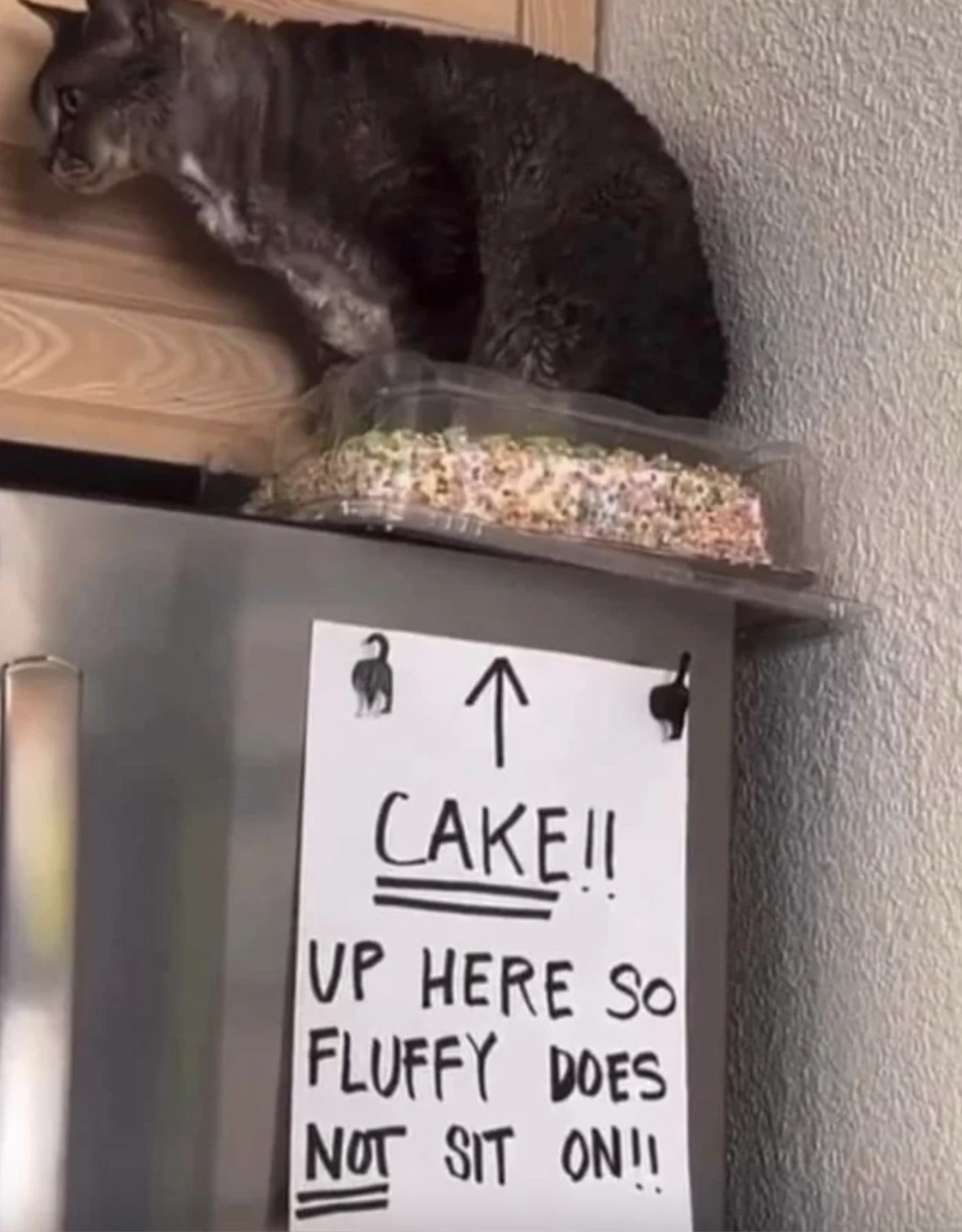 note on the fridge points to a cake on top reading cake up here so the cat doesn&#x27;t sit on it but the cat is sitting on the cake
