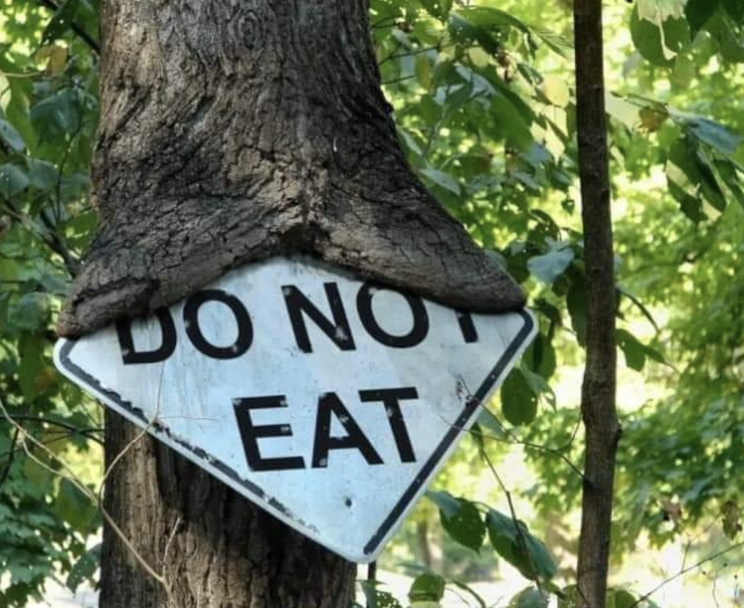 a do not eat sign looks like it&#x27;s being eaten by a tree