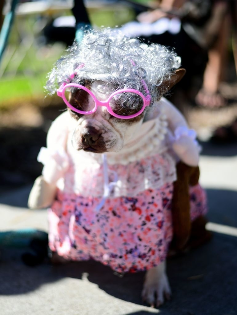 dog dressed as a grandma with a grey curly wig