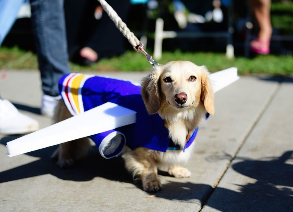 dog with wings dressed as a plane