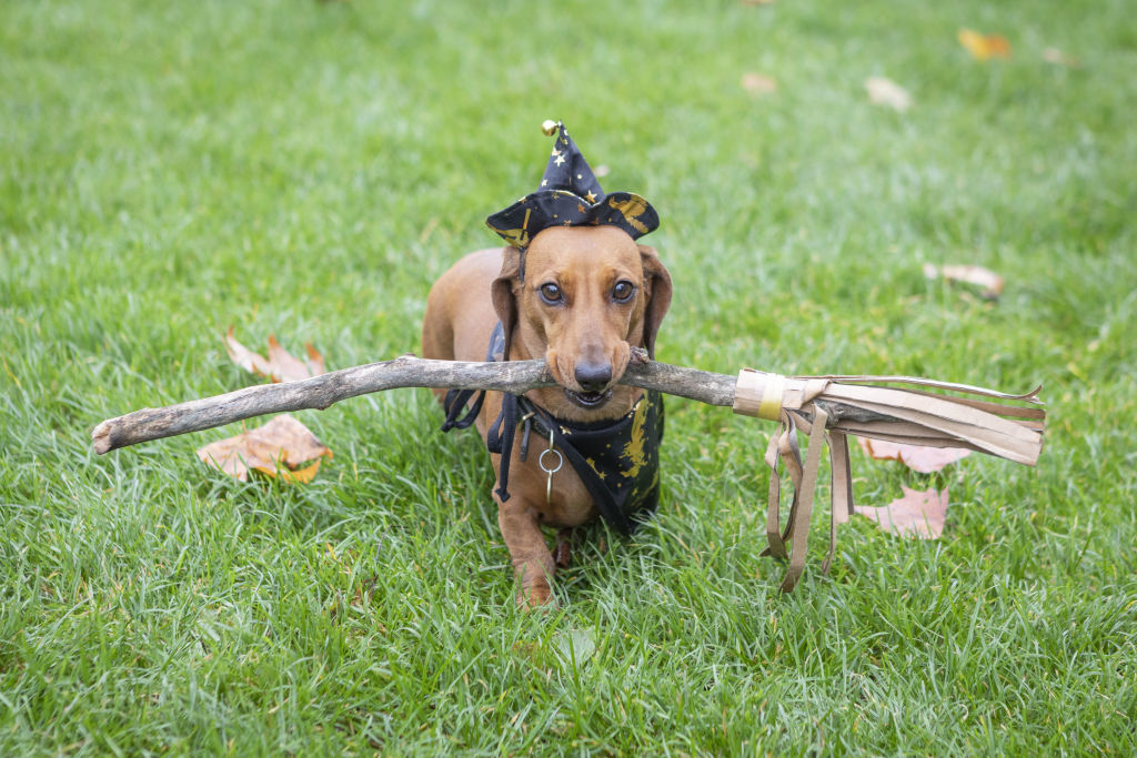 small dog dressed as a witch with a stick that&#x27;s a broom