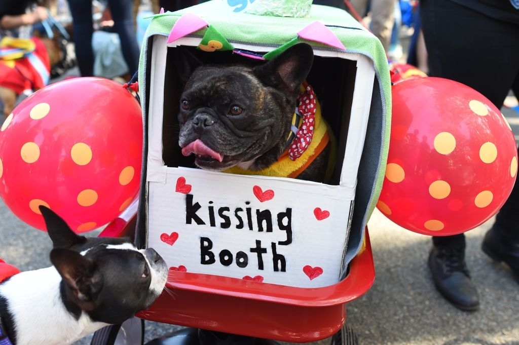 dog dressed as a kissing booth