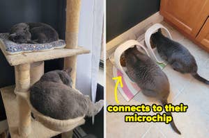 two cats hanging out on a cat tree / the same two cats eating out of separate microchip feeders