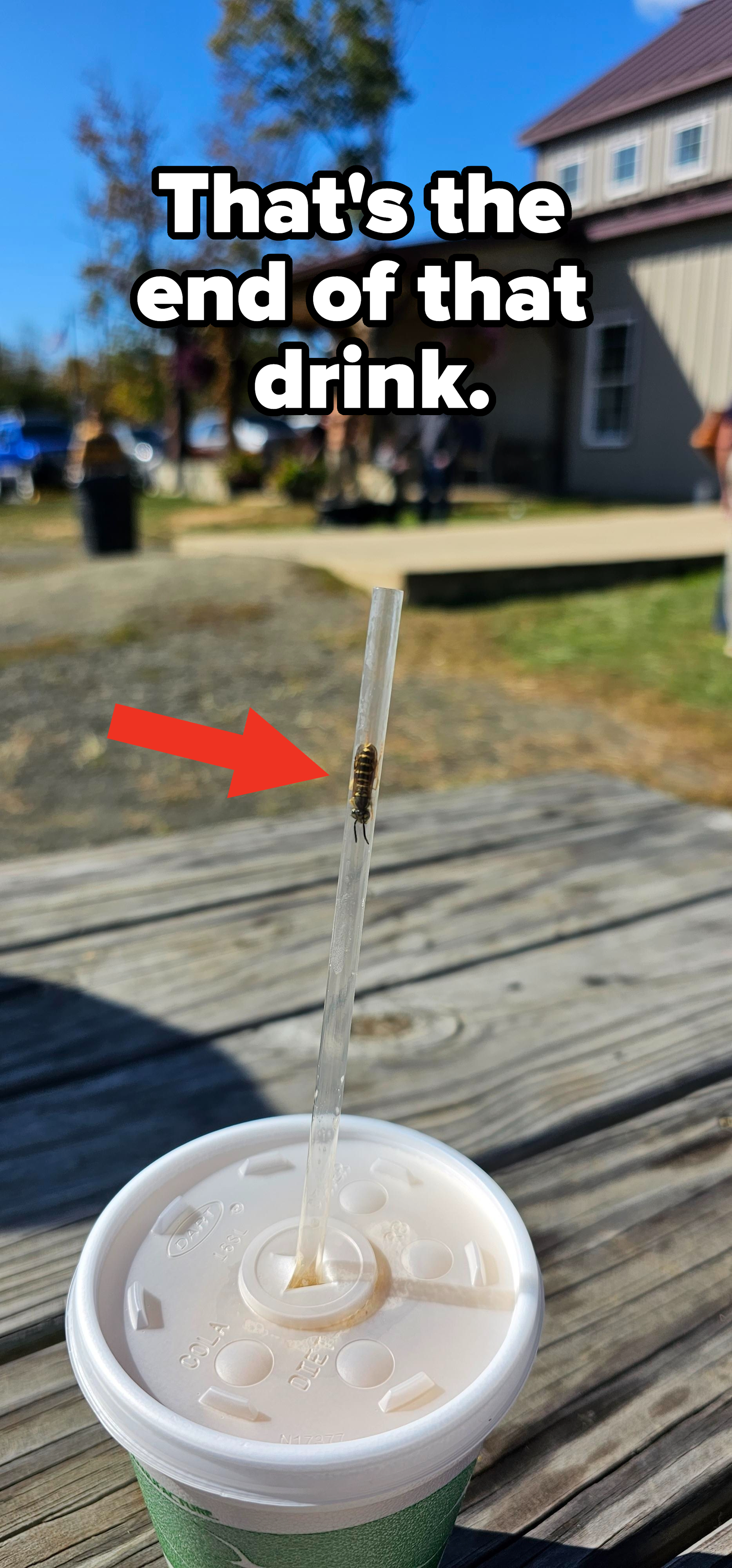 A wasp in someone&#x27;s straw sticking out of the lid of a cup
