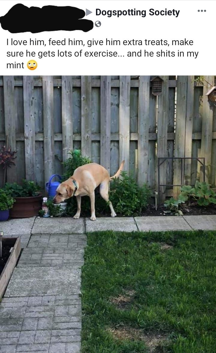 A dog pooping in their owner&#x27;s garden plants, with caption, &quot;I love him, feed him, give him extra treats, make sure he gets enough exercise — and he shits in my mint&quot;