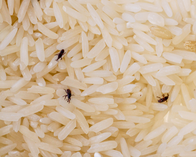 Weevils in rice