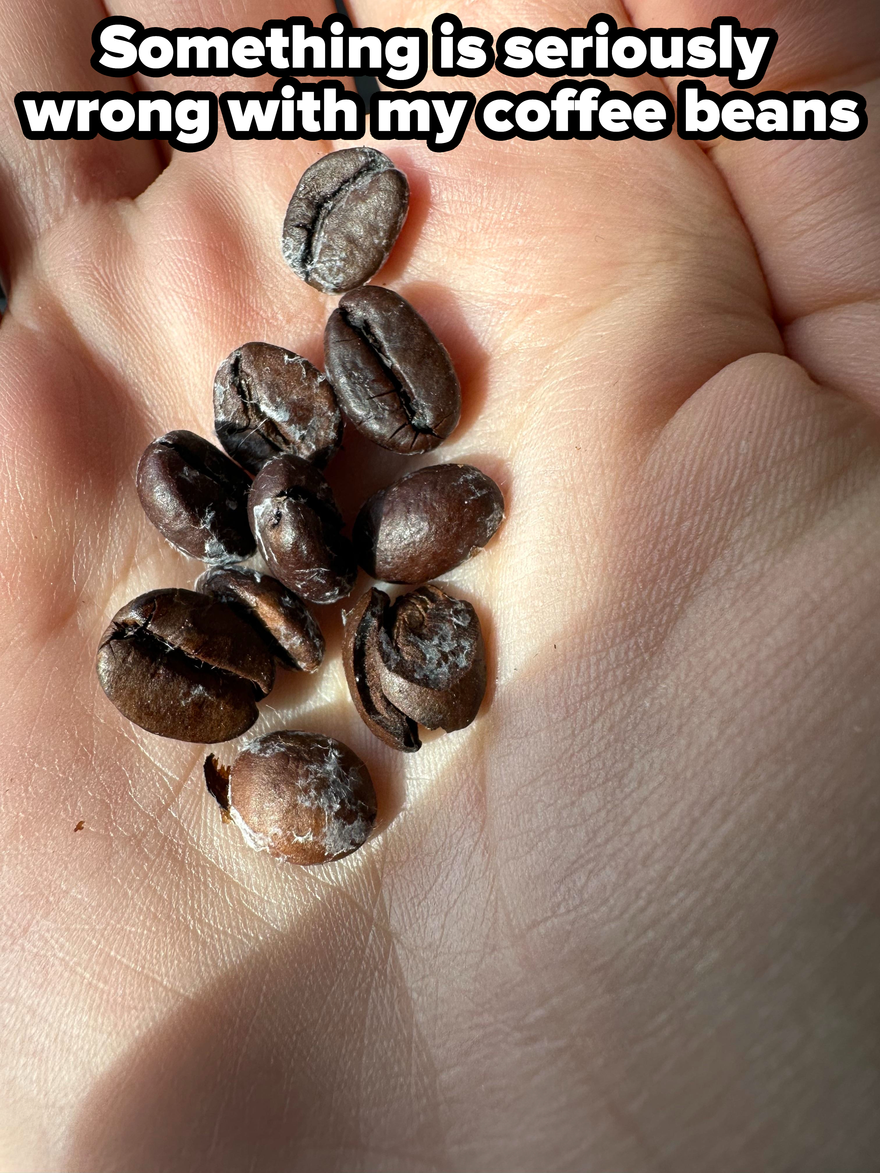 Coffee beans in someone&#x27;s palm