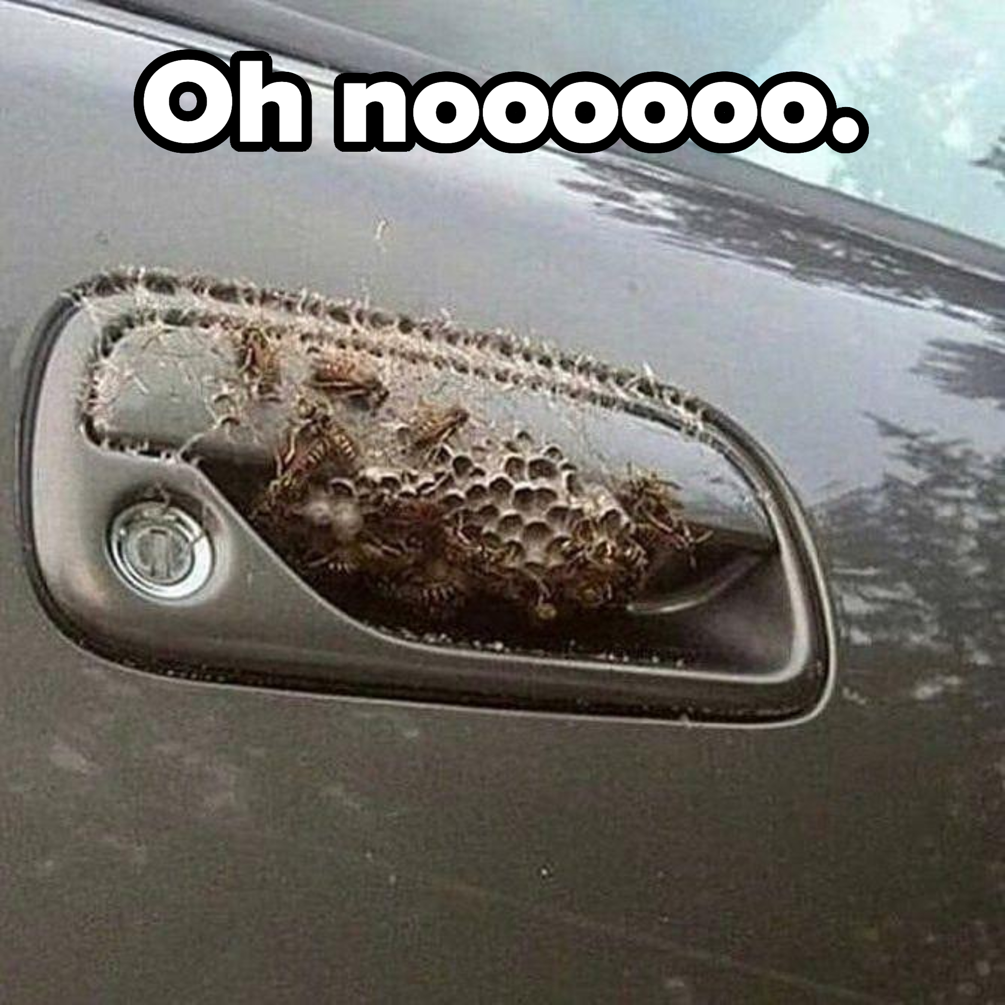 A wasp nest in someone&#x27;s car door handle
