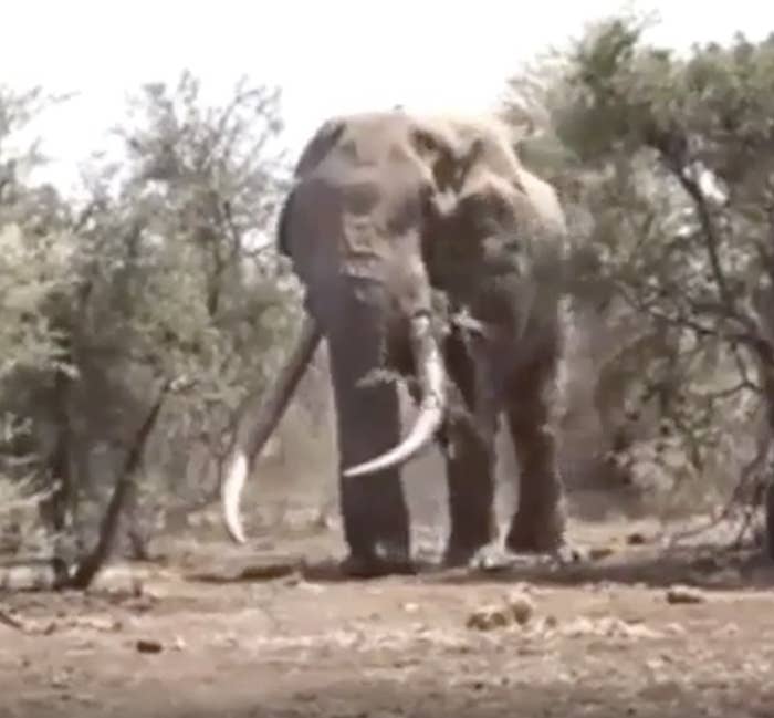 a large elephant