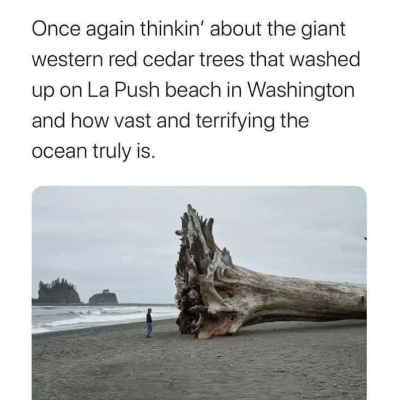 A tree on the beach