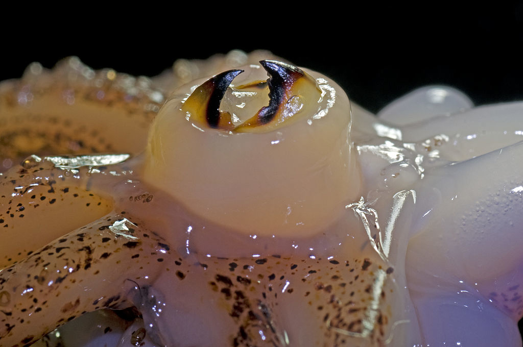 Closeup of a squid