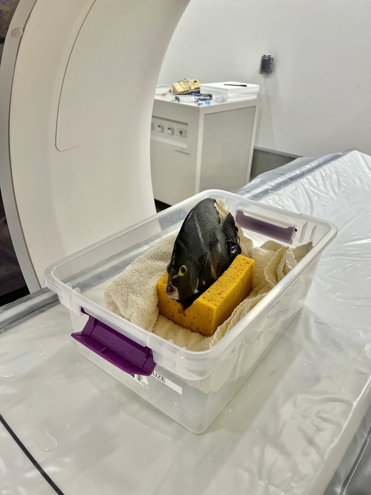 A fish getting a CT scan