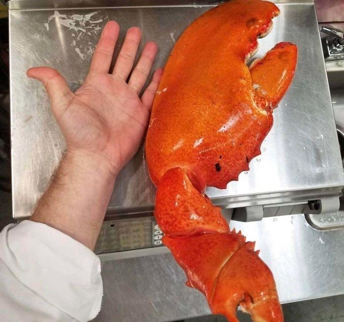 A hand next to a big lobster claw