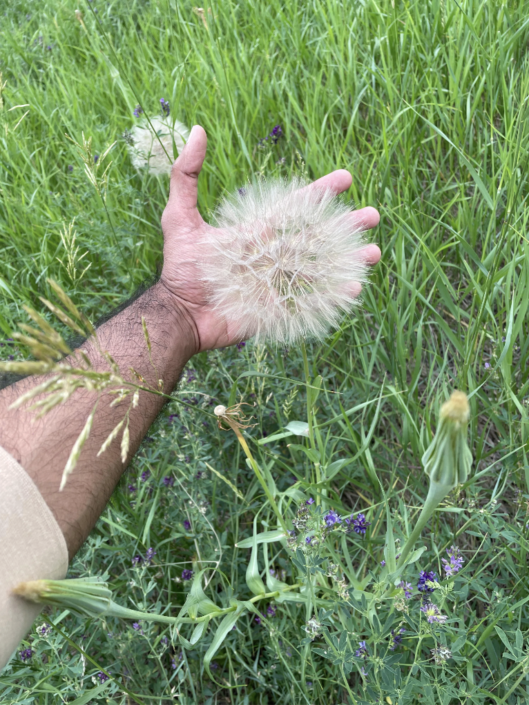 A hand holding a dandelion
