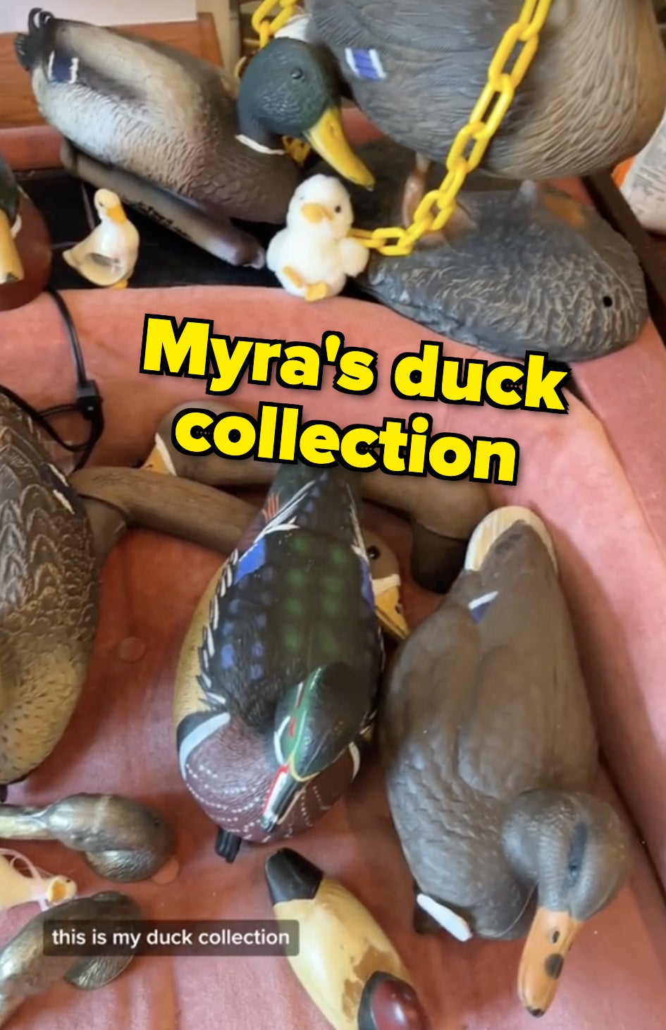 Myra&#x27;s duck collection is being displayed