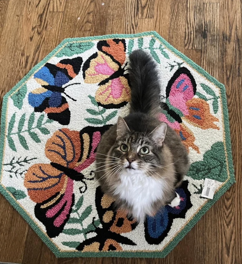 A cat on a rug