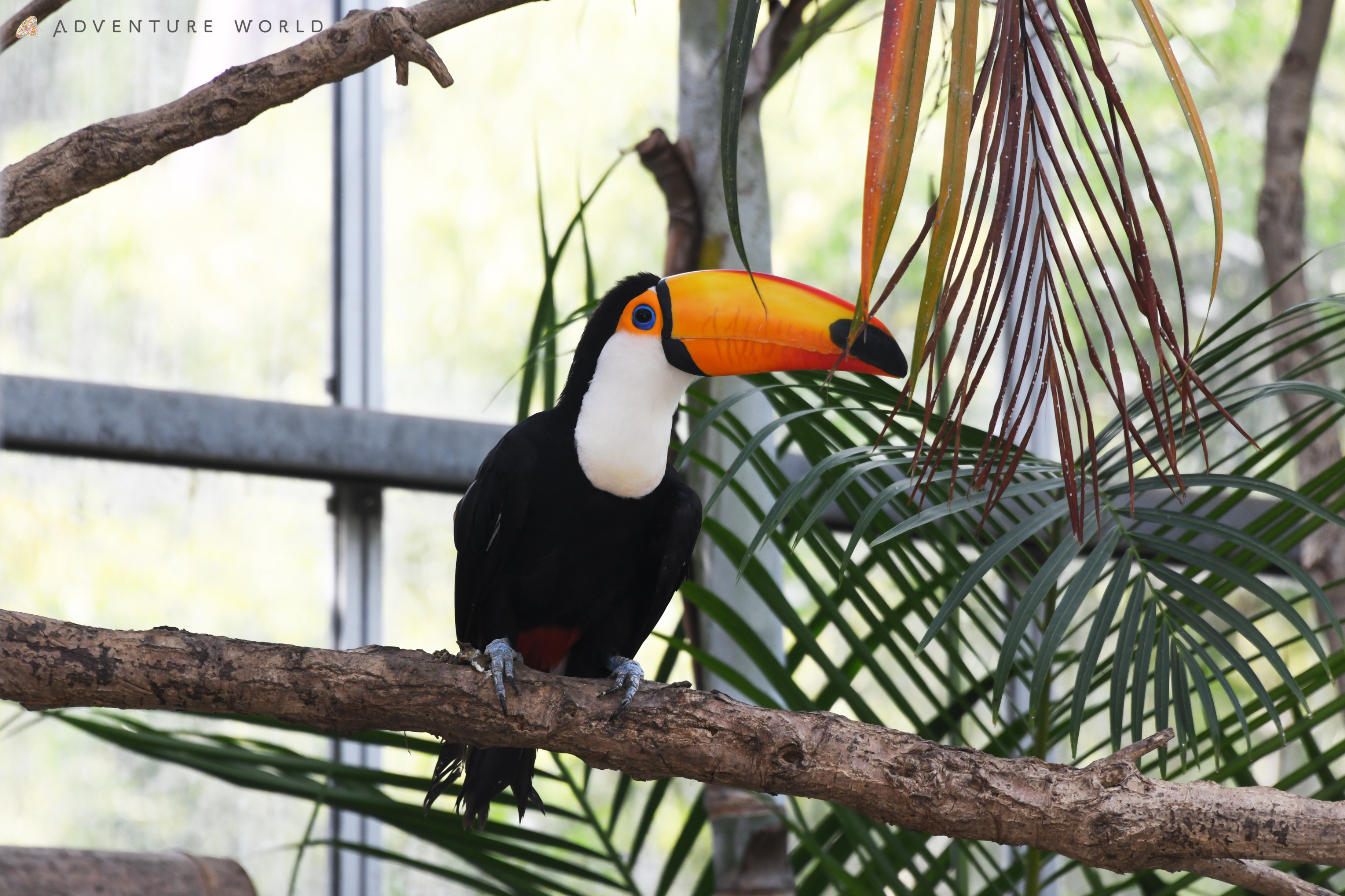 お見事！」カラフルなくちばしの鳥がダンスを披露し話題に→おしり